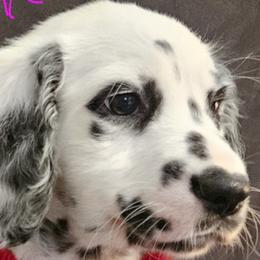 Dalmatians from Long Coat Dalmatians
