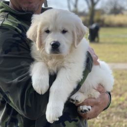Goldendoodle and Golden Retriever Puppies from SSC Golden Retreivers