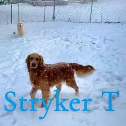 Stryker T - Dark golden male Golden Retriever puppy in Covington, Louisiana from MyKy Puppies