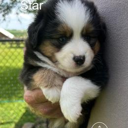 Girl 2 Star - Black tri female Miniature Australian Shepherd puppy in Bristow, Iowa from Pine Ridge Toy and Mini Aussies