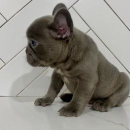 Boy 2 - Fawn French Bulldog puppy in Pasadena, California from Degama Frenchies