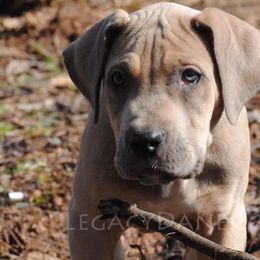 Great Danes and Miniature Pinschers from Legacy Danes