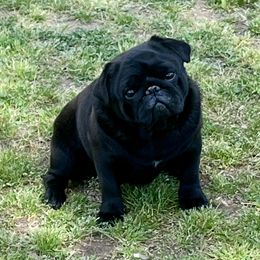 Crowley - Pug