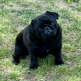Crowley - Pug