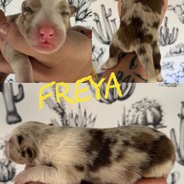 Freya - Red merle female Border Collie puppy in Sanger, California from Flying M Cactus Ranch Buddies