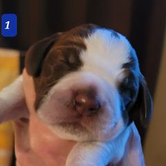 Puppy #1 - Brown roan Spinone Italiano puppy in Waller, Texas from QuietWood