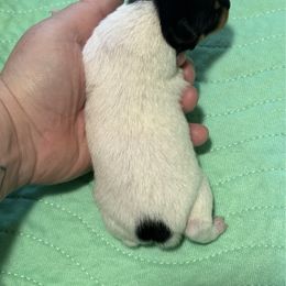Boy 2 - White black and tan male Toy Fox Terrier puppy in Briggs, Texas from TAC Team Kennels