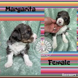 Margarita - Blue merle female Bernedoodle puppy in Godwin, North Carolina from Farm Sweet Farm Doodles