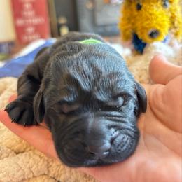 River - Black female Labrador Retriever puppy in Taylors, South Carolina from Spring Water Labs of the Carolinas
