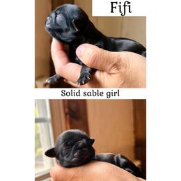 Fifi - Brown female Shichon puppy in Pennsylvania from Manor Hills Shih Tzus