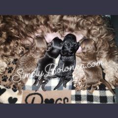 Russian Tsvetnaya Bolonka Puppies from Simply Bolonka - A Russian Tsvetnaya Bolonka Kennel