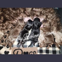 Russian Tsvetnaya Bolonka Puppies from Simply Bolonka - A Russian Tsvetnaya Bolonka Kennel