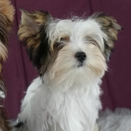 Yorkshire Terriers from Mama & I Yorkshire's