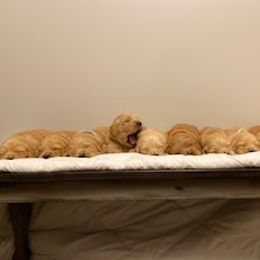 Goldendoodle Puppies from Knox Family Goldens & Doodles