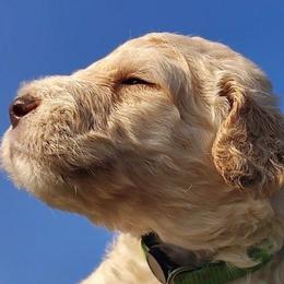 Green Collar (Blue Eyes) - Cream male Goldendoodle puppy in Willow Springs, Missouri from Todd Family Homestead