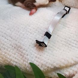Miniature Australian Shepherd Puppies from Barnyard Mini Aussies