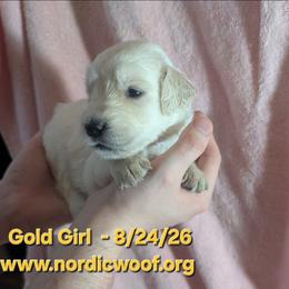 Gold Girl - Light golden female Golden Retriever puppy in Peoria, Arizona from Nordic Woof's Golden Retrievers