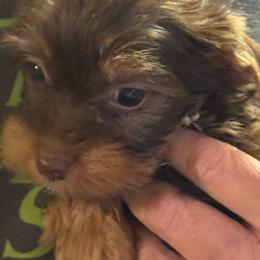 Puppy 2 - Chocolate and tan male Yorkshire Terrier puppy in Elizabeth, Indiana from Dwayne’s Yorkshire Terriers