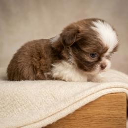 CASTOR - Brindle and white male Shih Tzu puppy in Los Banos And Bay Area, California from Shantii's Shih Tzu's