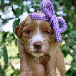 Rosie - Red  female Goldendoodle puppy in Comanche, Texas from Central Texas Doodles, LLC.
