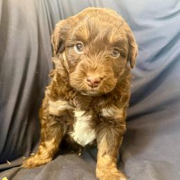 Ram - Red tri male Toy Australian Shepherd puppy in Medical Lake, Washington from MAS Gone Rogue