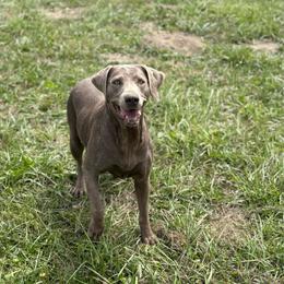 Skye - Dilute Retriever