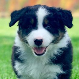Australian Shepherds and Havanese from High Hills Aussies and Havanese