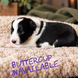 Buttercup - Black female Border Collie puppy in Sanger, California from Flying M Cactus Ranch Buddies