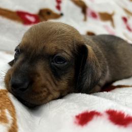 Gus - Sable male Dachshund puppy in Conroe, Texas from Harper’s Waggin Winnie’s