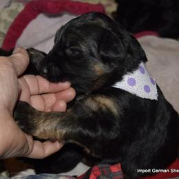 German Shepherd Puppies from Import German Shepherds of Kansas