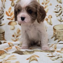 Willow - Blenheim female Cavalier King Charles Spaniel puppy in Wardville, Oklahoma from Lily of the Valley Cavaliers