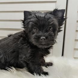 Versace - Black and tan male Yorkshire Terrier puppy in Austin, Texas from Rhine Valley Yorkies
