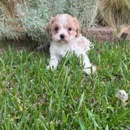 Cooper - Blenheim male Cavalier King Charles Spaniel puppy in Atoka, Oklahoma from Rohus Puppies
