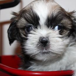 Boy 2 - Red and white male Shih Tzu puppy in Craig, Colorado from Rocky Mountain Shih Tzus and Dry Creek Miniature Dachshunds