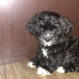Morkies, Shorkies, Yorkipoos, and Yorkshire Terriers from Puppy Kisses