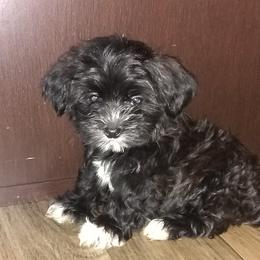 Morkies, Shorkies, Yorkipoos, and Yorkshire Terriers from Puppy Kisses