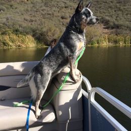 Australian Cattle Dog All Grown Up from Devon’s ACDs