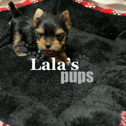 Yorkshire Terrier Puppies from Lala’s Pups