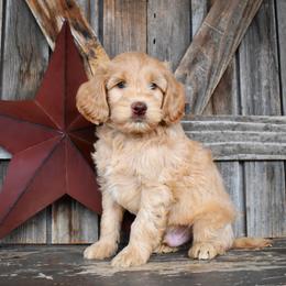 Aslan - Apricot male Goldendoodle puppy in Macedon, New York from Toodles Goldendoodles