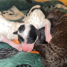 Biscuit - Parti male Goldendoodle puppy in Cross, South Carolina from DoodleDandy & Danes
