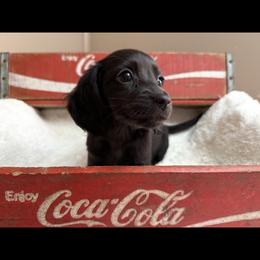 Betty - Black female Dachshund puppy in Newport, Tennessee from Foothills Mini Doxies