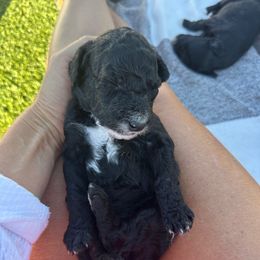 Clyde - Black male Bernedoodle puppy in Yuba City, California from Ranch House Doodles