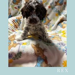 Boy 3 - Brown roan male Lagotto Romagnolo puppy in Salida, California from Harper's Lagotti