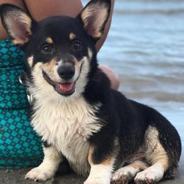 American Corgis and Pembroke Welsh Corgis from Tank’s AKC & CKC Corgis
