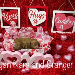 Goldendoodle Puppies from Ming’s Dynasty Doodles