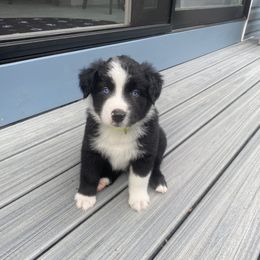 Australian Shepherd Puppies from Lil' Blue Blessings