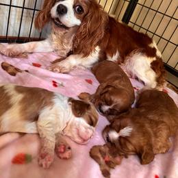 Titan - Ruby male Cavalier King Charles Spaniel puppy in Lawton, Oklahoma from Lindsey’s Cavies