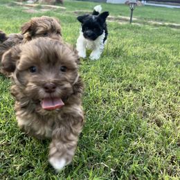 Choco and Tan Male - Chocolate male Havanese puppy in Monahans, Texas from Homeward Havanese, LLC