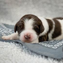 Miss Grey - Chocolate female Australian Labradoodle puppy in Wake Forest, North Carolina from Lucky Country Labradoodles