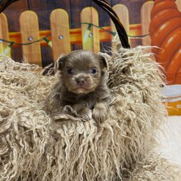 Dasher - Blue and tan male Chihuahua puppy in Gloucester, Virginia from Charlotte's Web of Chihuahuas